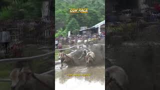 COW RACE PACU JAWI❗PARAMBAHAN pacujawi cow shorts wonderfulindonesia [upl. by Nalepka]