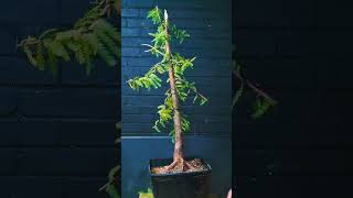 how to make dawn redwood bonsai bonsai bonsaitree japan autumn garden [upl. by Yasdnil]