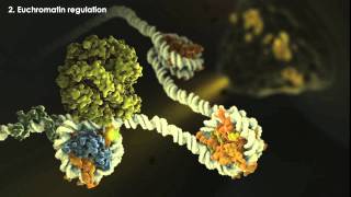 Epigenetics Overview [upl. by Binky]