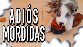 ADIÓS mordidas destrozos y MALAS conductas de mi perro  MartGon [upl. by Eanad]