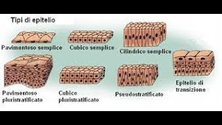 Istologia Gli Epiteli di Rivestimento [upl. by Issac]