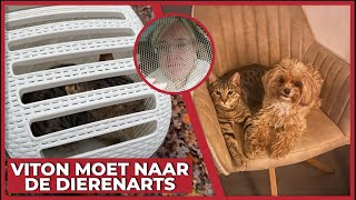 VITON MOET NAAR DE DIERENARTS  2283 [upl. by Jerrilyn443]