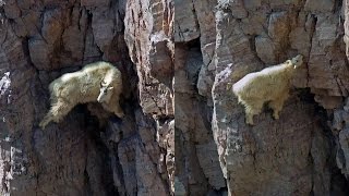 11 Pictures of Unbeliable Crazy Goats on Cliffs [upl. by Kulsrud299]