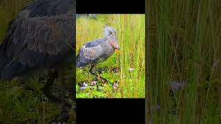 Shoebill catching fish how did it survive to this day nature animals cute amazing shorts [upl. by Eilerua]