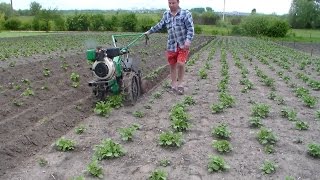 Окучивание картофеля дисковыми окучниками с применением ходоуменьшителя [upl. by Cogen499]