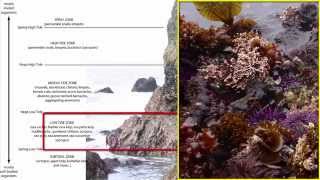 Benthos Intertidal Zone [upl. by Leontyne412]