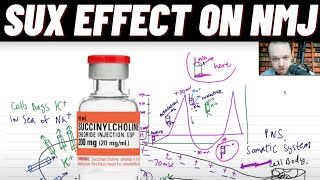 Neuromuscular Junction NMJ Action Potential Effect of Succinylcholine and Hyperkalemia on NMJ [upl. by Gebler835]