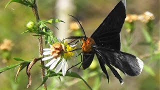 Whitetipped Black Moth Melanchroia chephise [upl. by Odlanra]