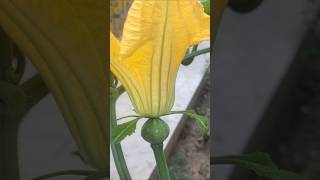 Pumpkin flower shortsviraltrendingyoutube food songlovevideo [upl. by Cacia]