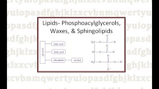 Lipids Phosphoacylglycerols Waxes and Sphingolipids [upl. by Alton]