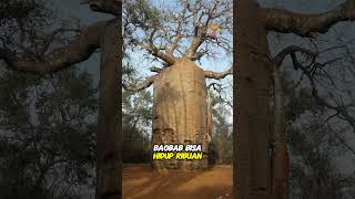 Pohon baobab‼️youtubeshorts subscribemychannel [upl. by Ahsinauq]