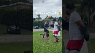 9 Pack Sadie practicing defense of handler🧙🐕🤍🦅 [upl. by Kroy725]