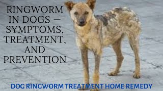 Ringworm in Dogs — Symptoms Treatment and Prevention  dog ringworm treatment home remedy [upl. by Adnawyt]