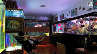 Aquarium video goldfish betta fish and koi fish in planted tank 694 [upl. by Ynitsed]