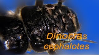 DINOCRAS CEPHALOTES [upl. by Donahue825]