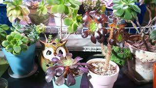 Aeonium Growing Tips and Updates aeonium succulents succulentcare [upl. by Trinette]