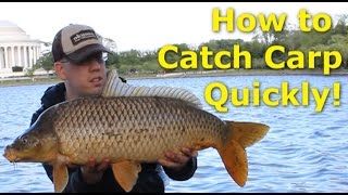 How to catch carp quickly  Fishing for carp with pack bait [upl. by Isnyl]