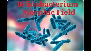 Bifidobacterium Morphic Field [upl. by Barb]