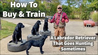 How To Buy amp Train A Labrador Retriever Puppy To Go Hunting Sometimes [upl. by Reiniar]