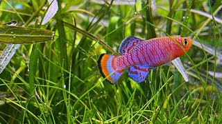 Ikan Hias Killifish Nothobranchius rachovii [upl. by Corel]