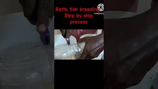 Betta fish breeding process step by step [upl. by Ainig]