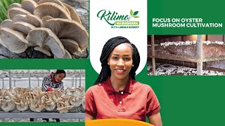 Focus On Oyster Mushroom Cultivation  Kilimo na Biashara [upl. by Meehahs]