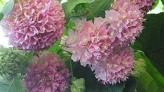 How to grow Dombeya plant care and flowers information [upl. by Panthea807]