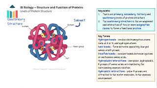 Structure and Function of Proteins IB Biology SLHL [upl. by Anaynek]