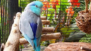 Parrot TV 🦜🌺 Relax To Singing Birds amp Nature Sounds 📺 Parrotlet Sounds 🌴 10 Hours [upl. by Vacuva]