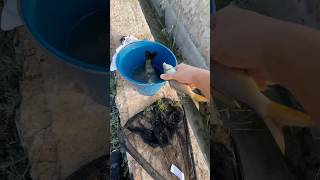 Estos peces casi se quedan sin agua… animales rescate rescue wildlife viral [upl. by Mutua]