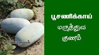 வெள்ளை பூசணிக்காய் பயன்கள் என்ன  Poosanikai Maruthuvam in Tamil Poosanikai Benefits [upl. by Eihctir]