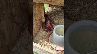 Raccoon Attacked our Chickens  Broke in Coop Chickens Raccoon Shorts [upl. by Crystie]