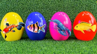 Colourful surprise eggs crayfish koi angelfish betta fish goldfish glofish tetra frog [upl. by Arihk]