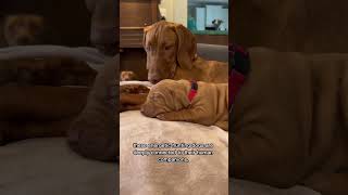 The Ultimate Vizsla Vibes 🐾 paisleandzack tiktok [upl. by Malvino]