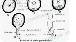 microgametogenesisलघुयुग्मकजनन vv important topic up board 12thclass and all competative exame [upl. by Moody]