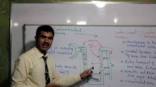 L6 Counter Current Mechanism Concentrated Urine formation [upl. by Auberbach]