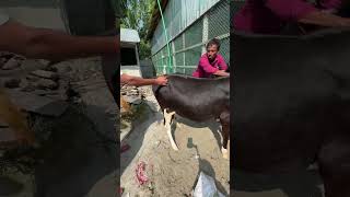 Freshian tag 010 pp 52500 Tk cow animals gorur injection farming [upl. by Aleemaj]