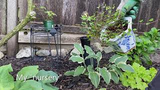 Penstemon quotPrairie Duskquot  Stem Cuttings  August 31 [upl. by Neils]