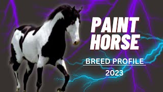 AMERICAN PAINT HORSE Breed Profile [upl. by Mariele]