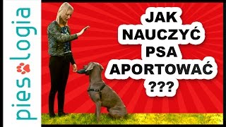 Jak nauczyć psa aportowania [upl. by Ainuj]