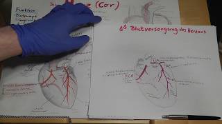 PRÜFUNGSWISSEN Blutversorgung des Herzens Herzkranzgefäße amp Herzinfarkt erklärt [upl. by Kera]