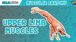 Muscles of the Upper Limb [upl. by Rosmunda948]