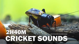 Cricket Sound Effect 2 Hour  Real Live Recording  Yellow Background [upl. by Anselma971]