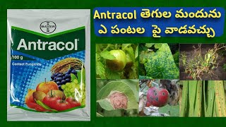 Antracol fungicide use in telugu  Propineb 75 Wp  Bayer antracol price [upl. by Tnahsarp]