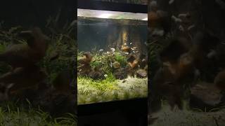 Feeding my piranha fish tank [upl. by Elleirua]