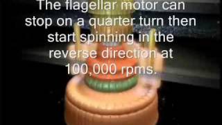 The Flagellar Motor  By Design or By Chancewmv [upl. by Nehttam671]