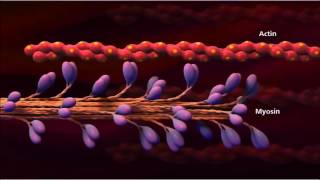 3 Muscle contraction detail Concept Cell Biology [upl. by Jardena]