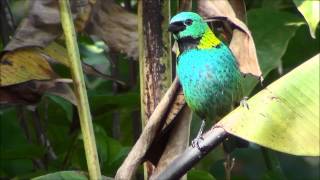 Tangara seledon  Saírasetecores  Greenheaded Tanager [upl. by Nea]