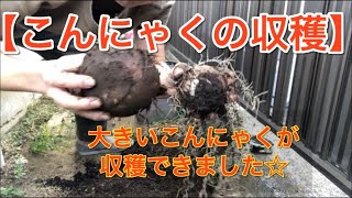 【収穫】自宅で植えたこんにゃくを収穫してみた。2019年10月9日 [upl. by Amyaj455]