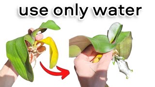 Even a Weak Rootless Orchid Will Come to Life and Take Root  Just try this method [upl. by Blair879]